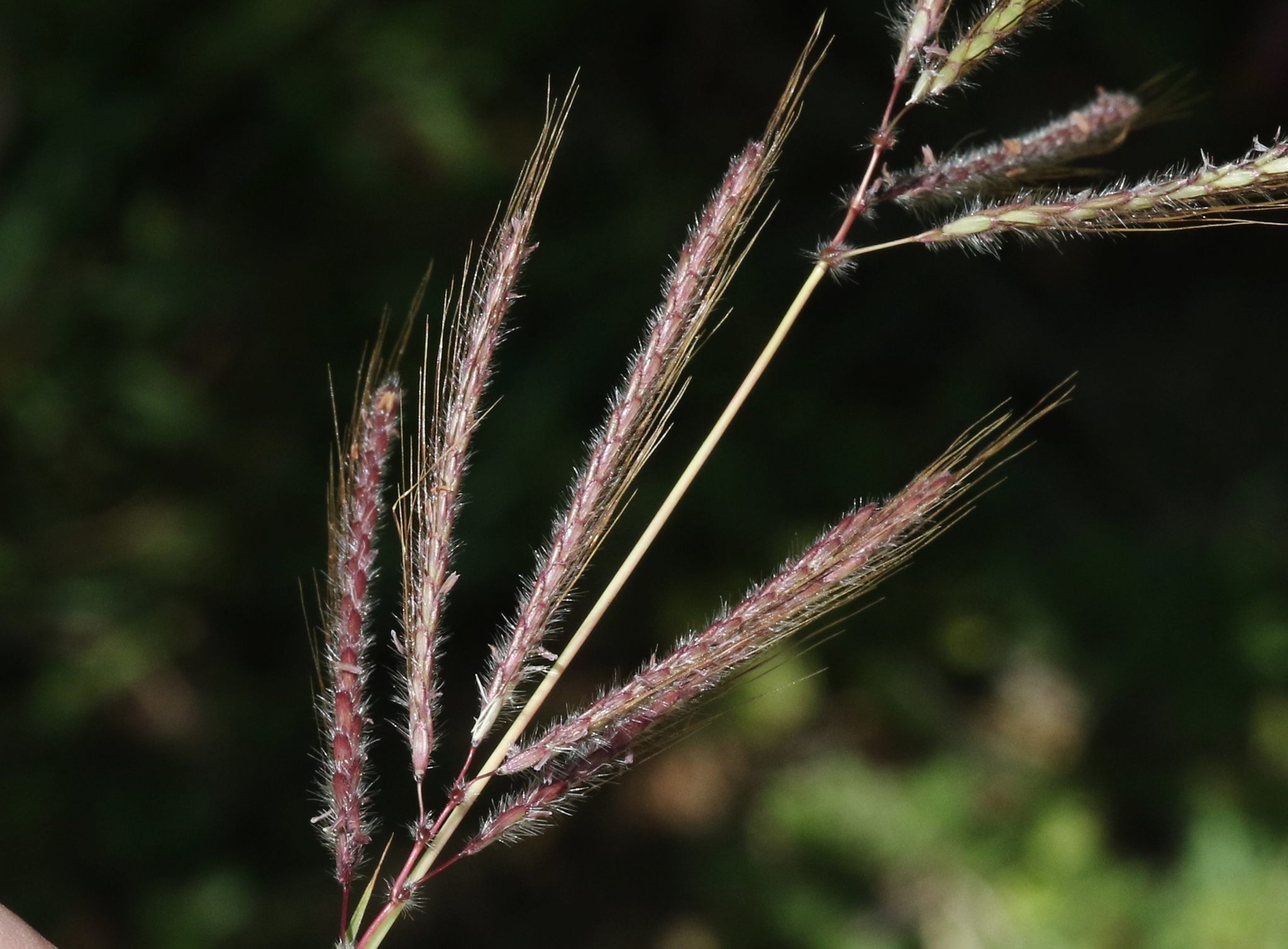 Dichanthium annulatum var. papillosum