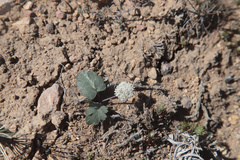 Cymopterus coulteri