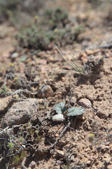 Cymopterus coulteri