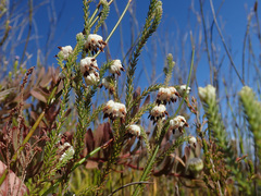 Erica cumuliflora