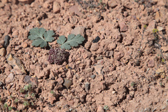 Cymopterus coulteri