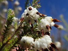 Erica cumuliflora