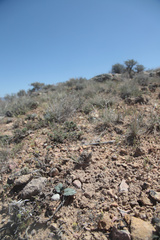Cymopterus coulteri