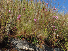Disa pillansii
