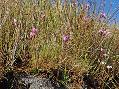 Disa pillansii