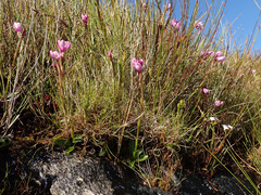 Disa pillansii