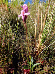 Disa pillansii