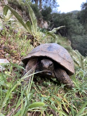 Testudo graeca ibera