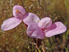 Disa pillansii