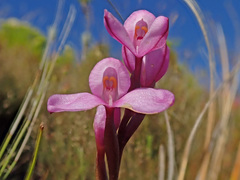 Disa pillansii