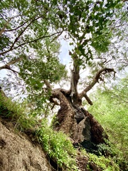 Eucalyptus baueriana thalassina