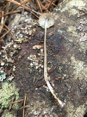 Pseudohydropus parafunebris