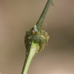 Pachypsylla celtidisgemma