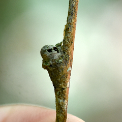 Pachypsylla celtidisgemma