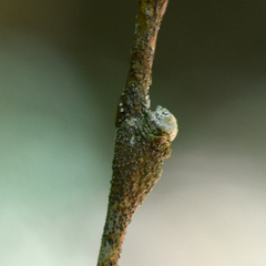 Pachypsylla celtidisgemma