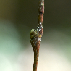 Pachypsylla celtidisgemma
