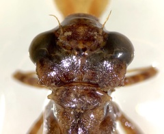 Dendroaeschna conspersa