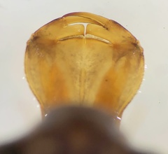 Dendroaeschna conspersa