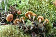 Xeromphalina campanelloides
