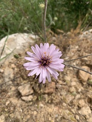 Pseudopodospermum papposum