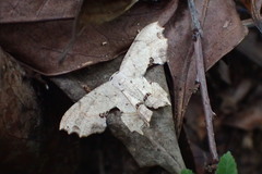 Dysaethria flavistriga