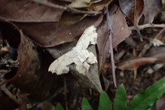 Dysaethria flavistriga