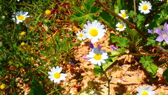 Cladanthus mixtus