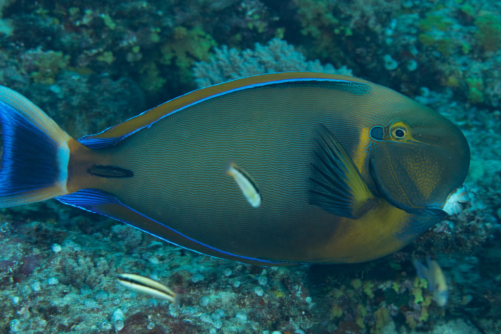 Bariene surgeonfish (Acanthurus bariene) — Acanthuridae