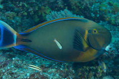 Acanthurus bariene