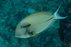 Acanthurus dussumieri