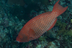 Scarus xanthopleura