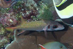 Neoniphon opercularis