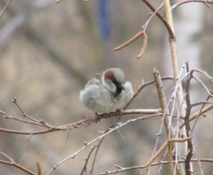Passer domesticus