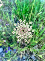 Daucus carota