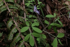 Corydalis lineariloba