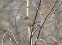 Passer domesticus