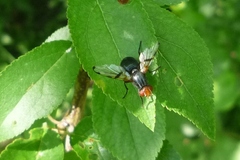 Ceroxys munda