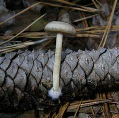 Clitocybe subditopoda
