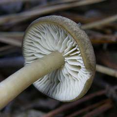 Clitocybe subditopoda