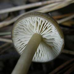 Clitocybe subditopoda