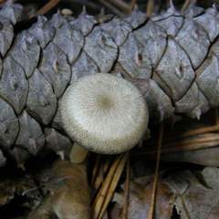 Clitocybe subditopoda