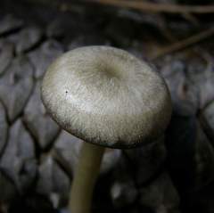 Clitocybe subditopoda
