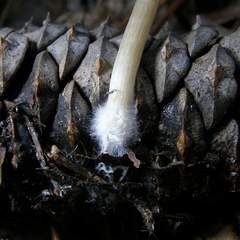 Clitocybe subditopoda