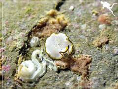 Pseudoceros heronensis