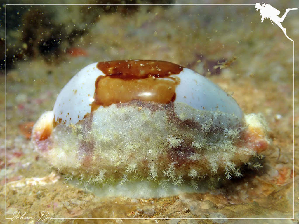 Bistolida stolida