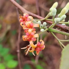Grewia tiliifolia
