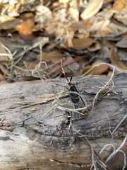 Cisseps fulvicollis