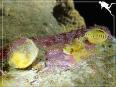 Doriopsis granulosa