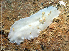Pericelis