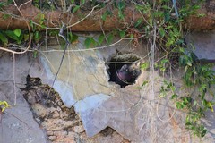 Columba livia domestica